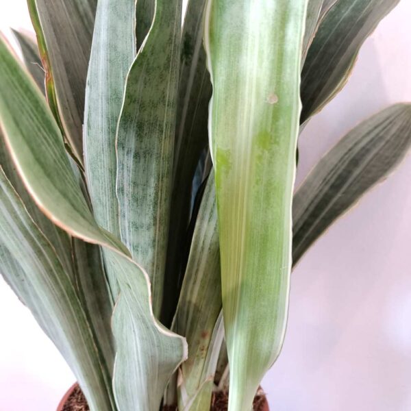 Sansevieria aubrytiana Sayuri