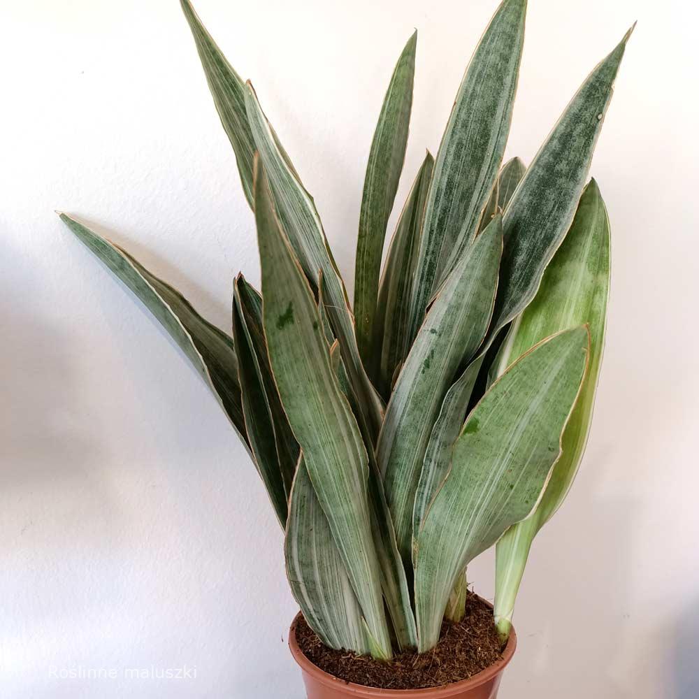 Sansevieria aubrytiana Sayuri