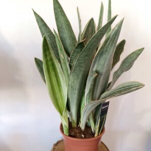 Sansevieria aubrytiana Sayuri