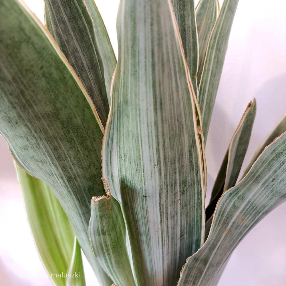 Sansevieria aubrytiana Sayuri