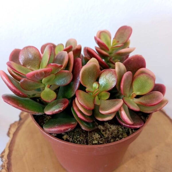 Crassula ovata Hummel's sunset