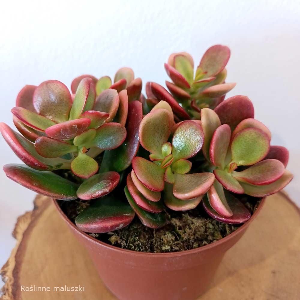 Crassula ovata Hummel's sunset