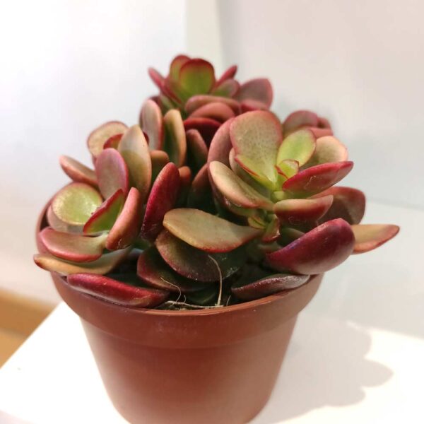 Crassula ovata Hummel's sunset