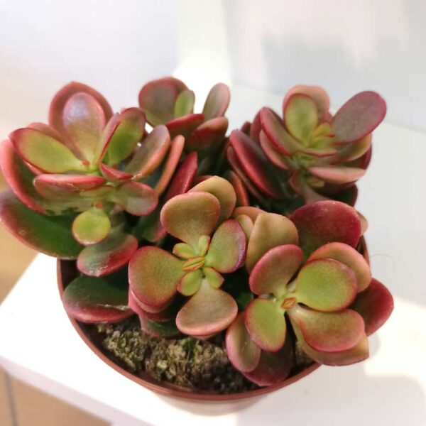 Crassula ovata Hummel's sunset