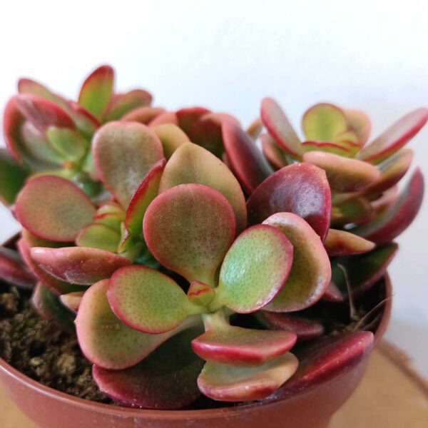 Crassula ovata Hummel's sunset