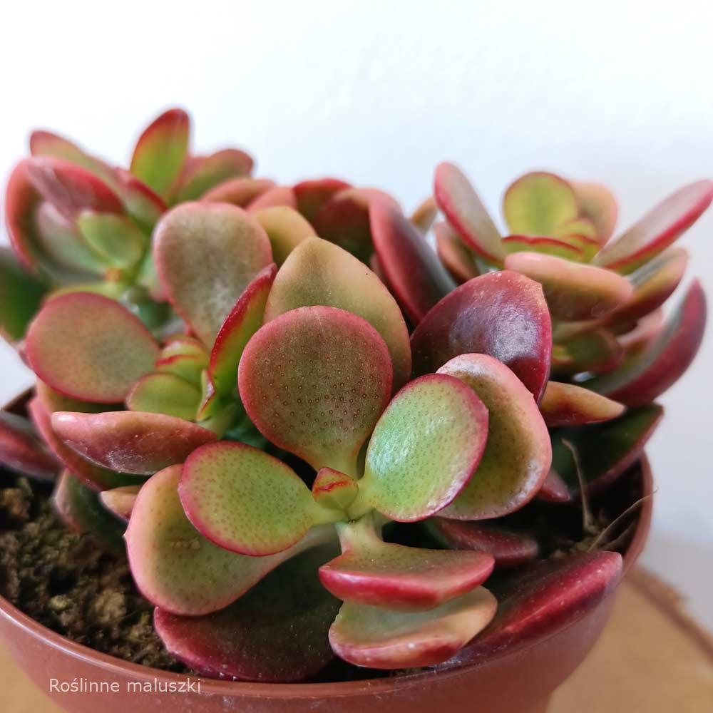 Crassula ovata Hummel’s sunset