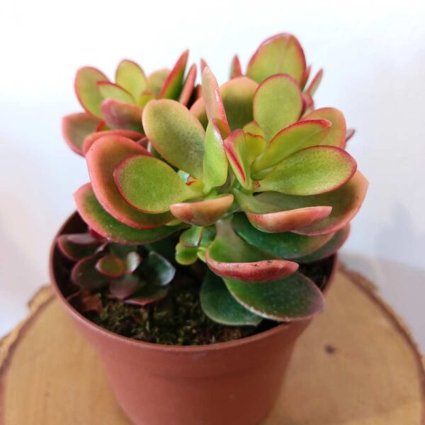 Crassula ovata Hummel's sunset