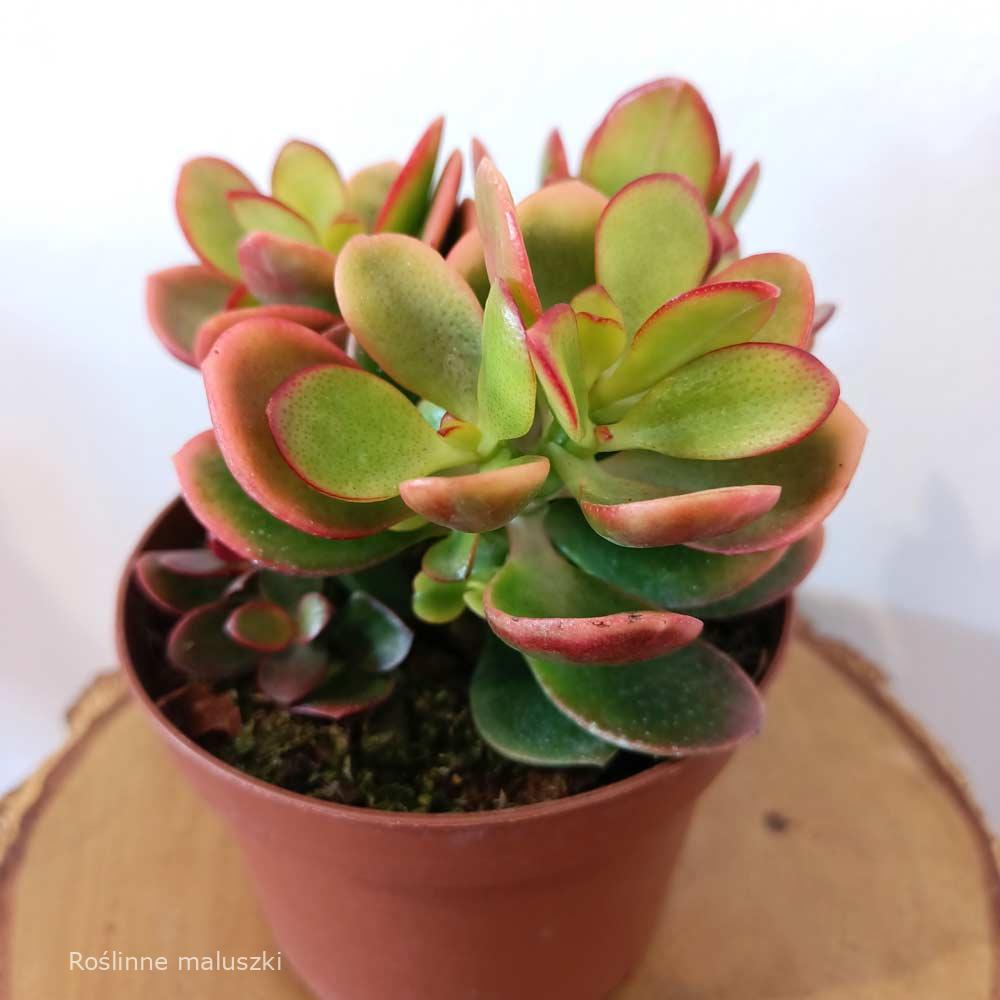 Crassula ovata Hummel’s sunset