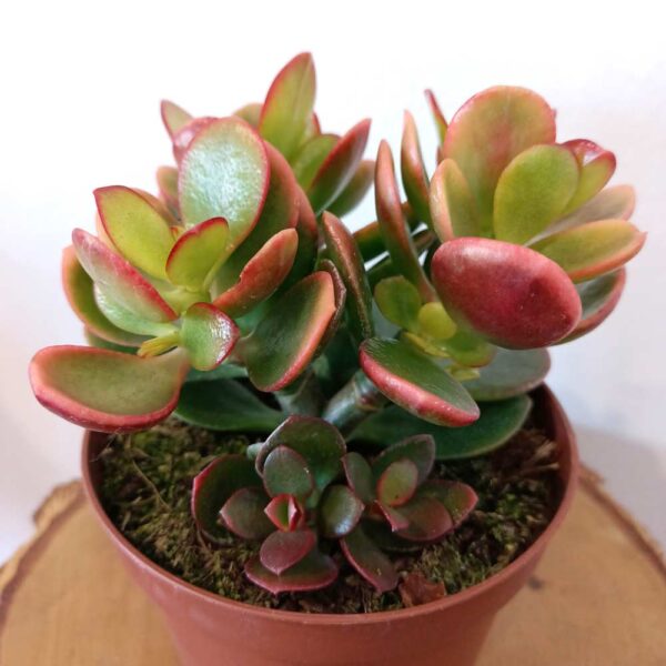 Crassula ovata Hummel's sunset