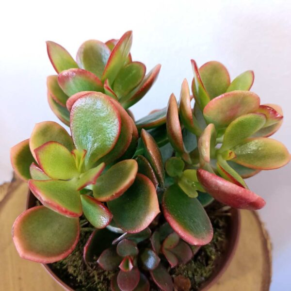 Crassula ovata Hummel's sunset