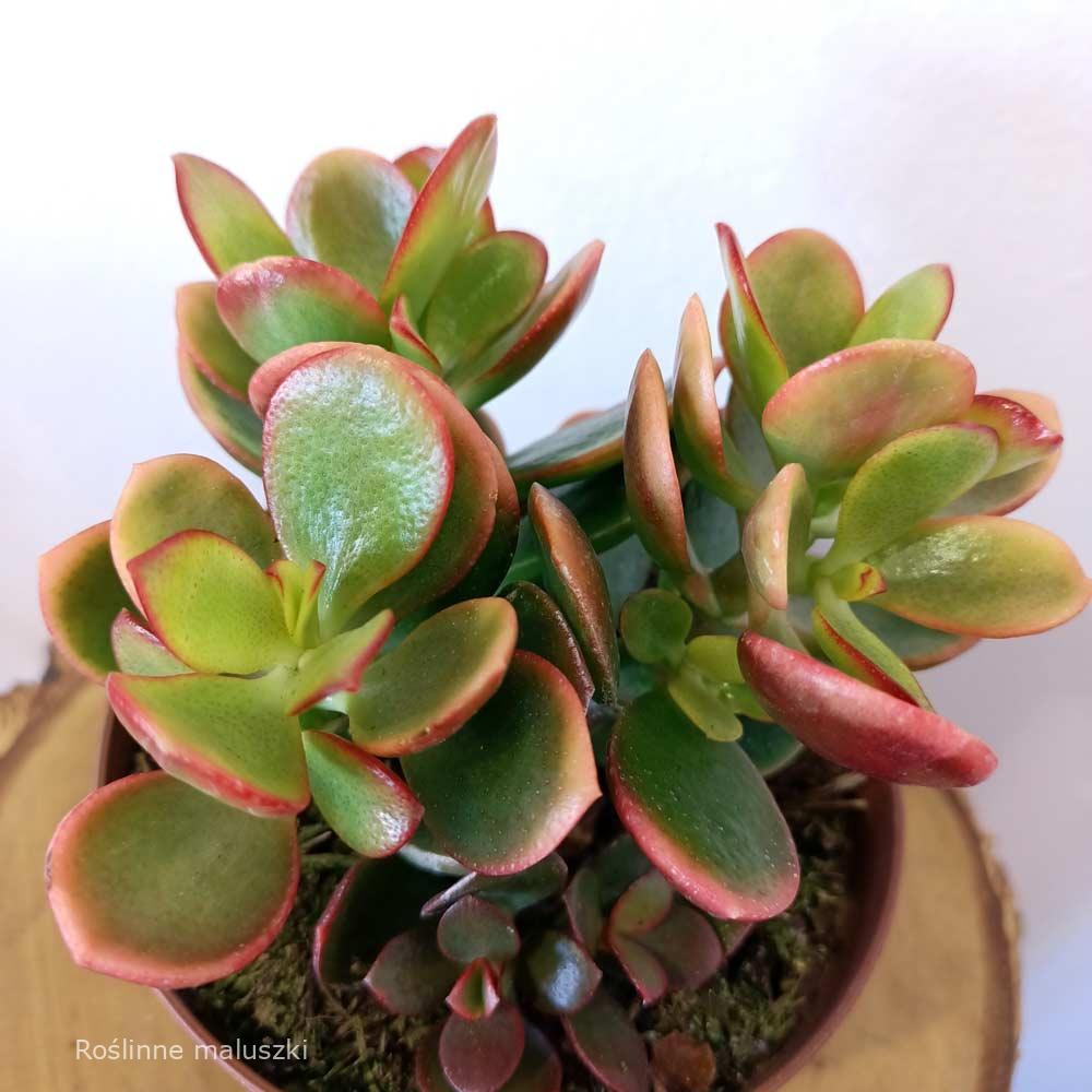 Crassula ovata Hummel’s sunset