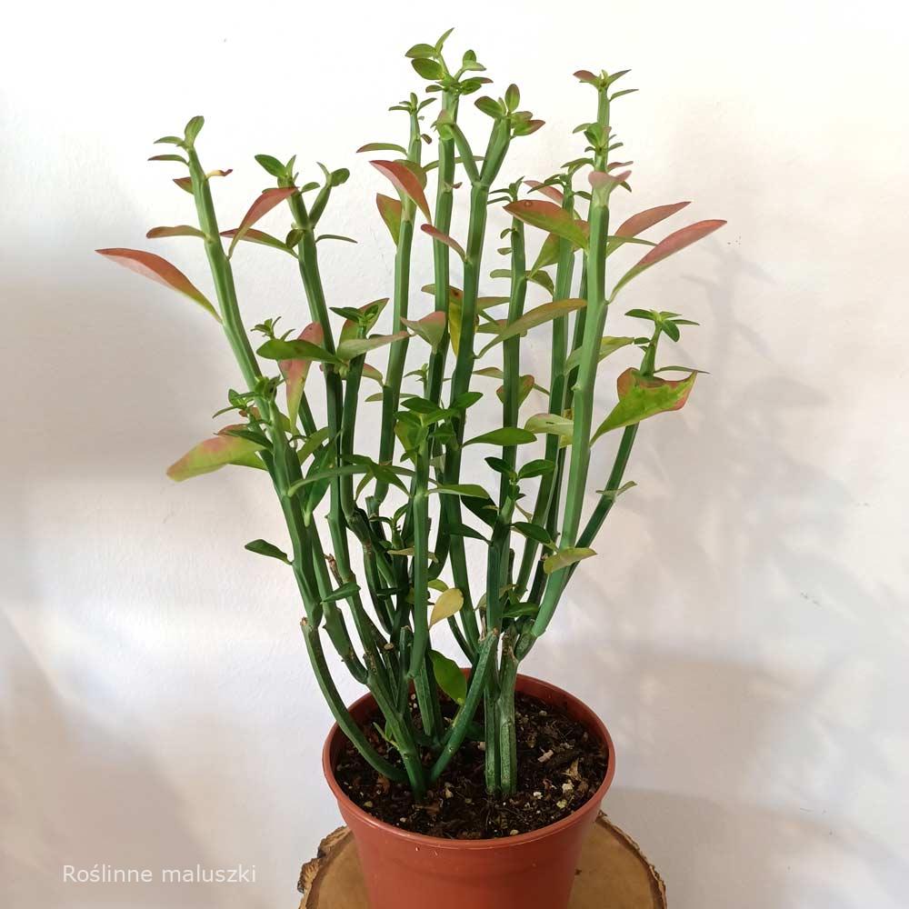 Euphorbia Phosphorea