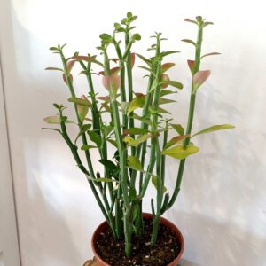 Euphorbia Phosphorea