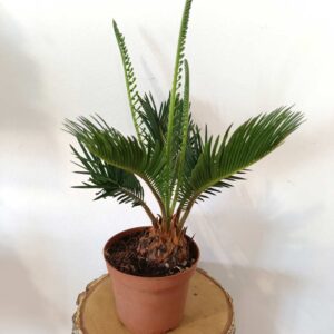 Cycas revoluta