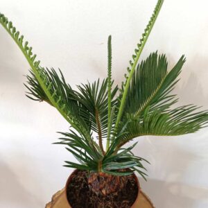 Cycas revoluta