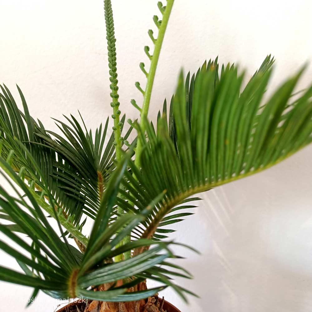 Cycas revoluta