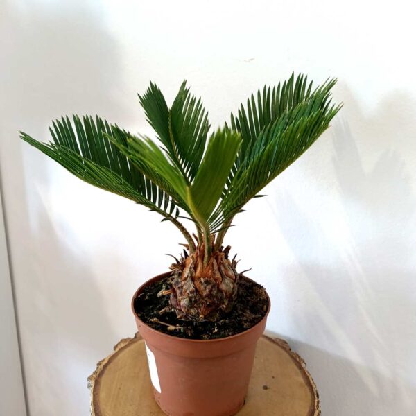 Cycas revoluta