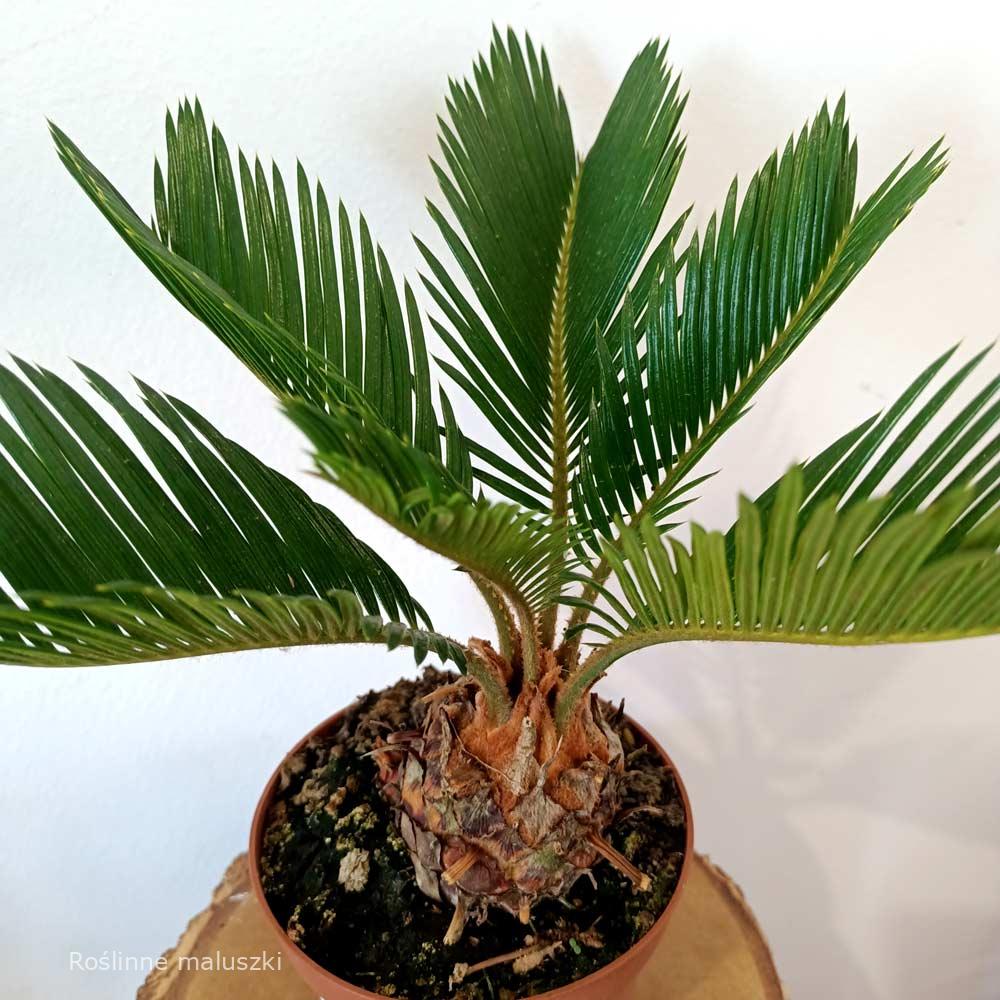 Cycas revoluta