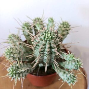 Euphorbia Mammillaris variegata