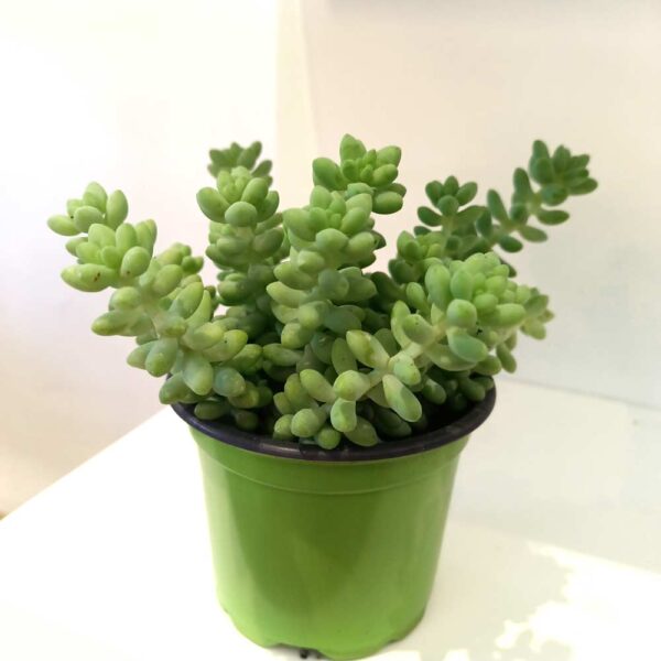 Sedum Burrito