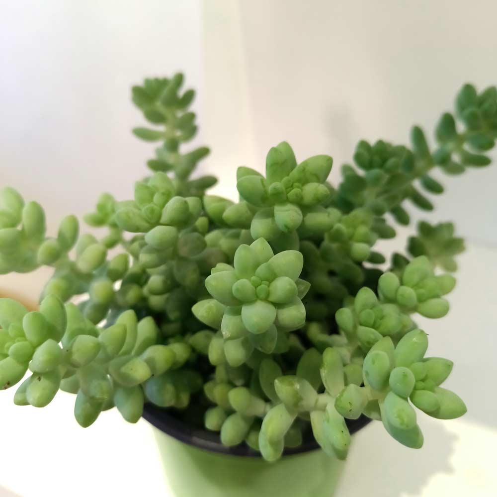 Sedum Burrito