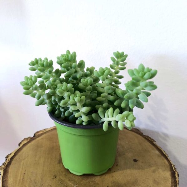 Sedum Burrito