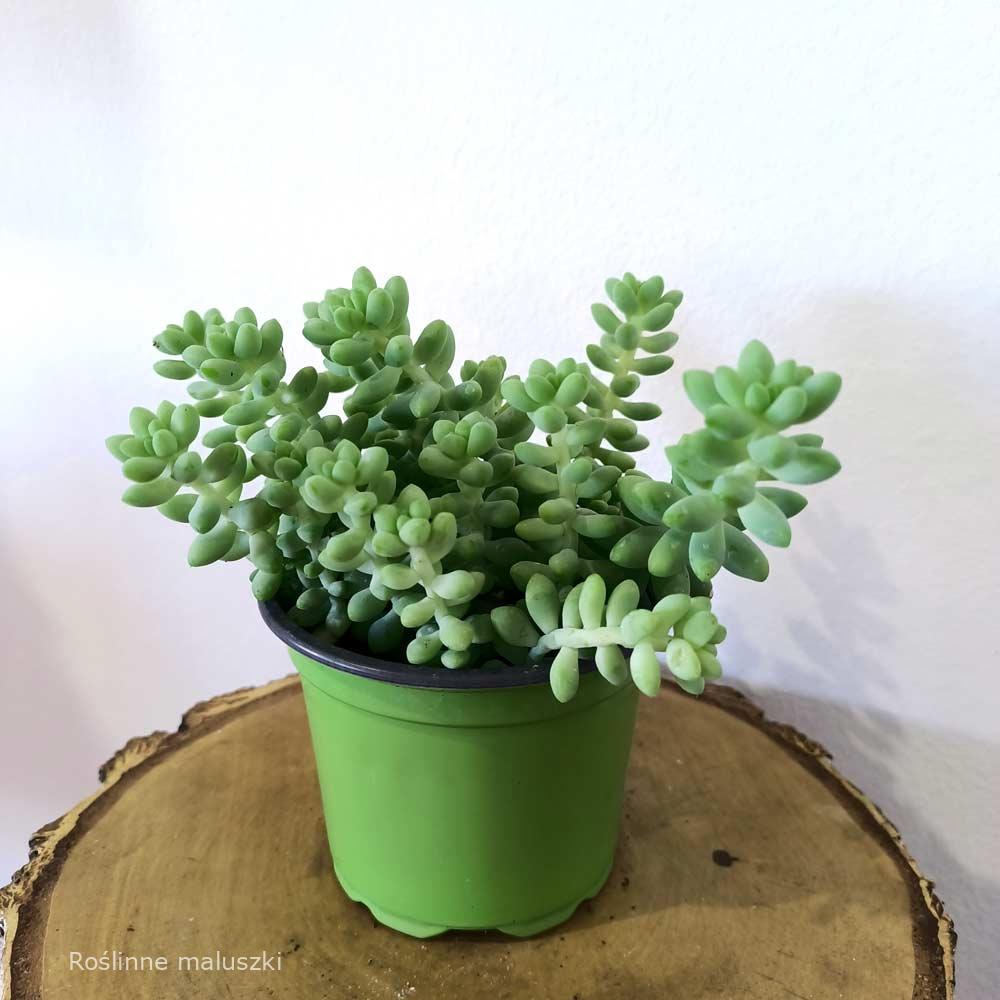 Sedum Burrito