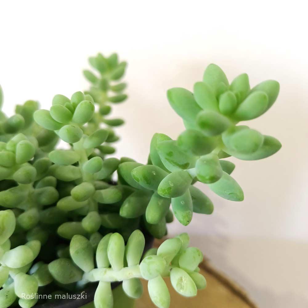 Sedum Burrito