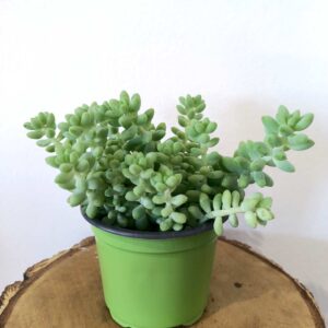 Sedum Burrito