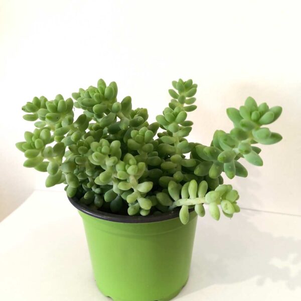 Sedum Burrito