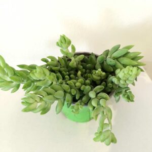 Sedum Morganianum