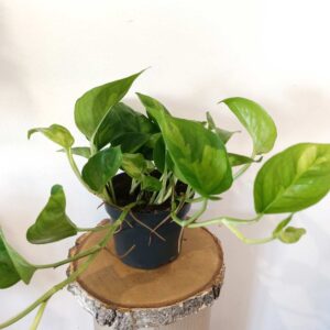 Epipremnum pinnatum Global Green