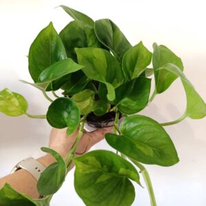 Epipremnum pinnatum Global Green