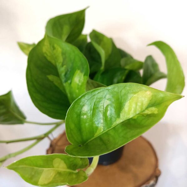 Epipremnum pinnatum Global Green