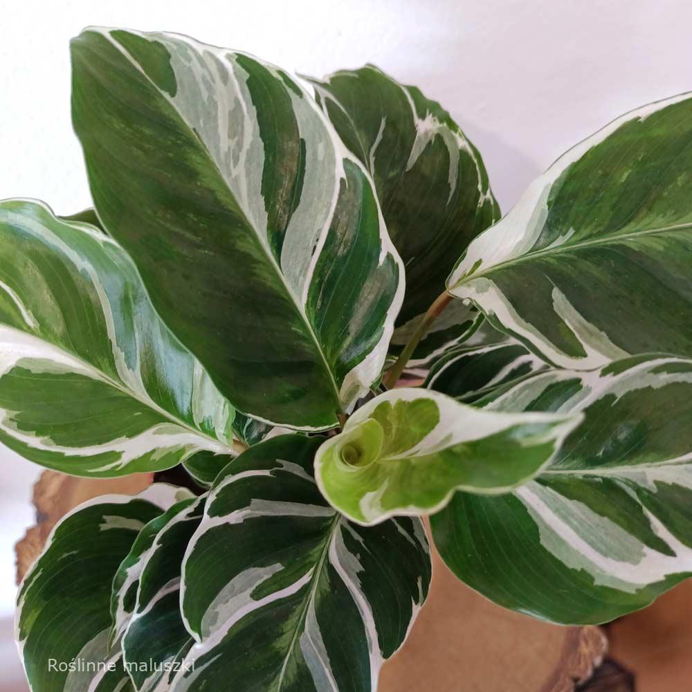 Calathea Fusion White