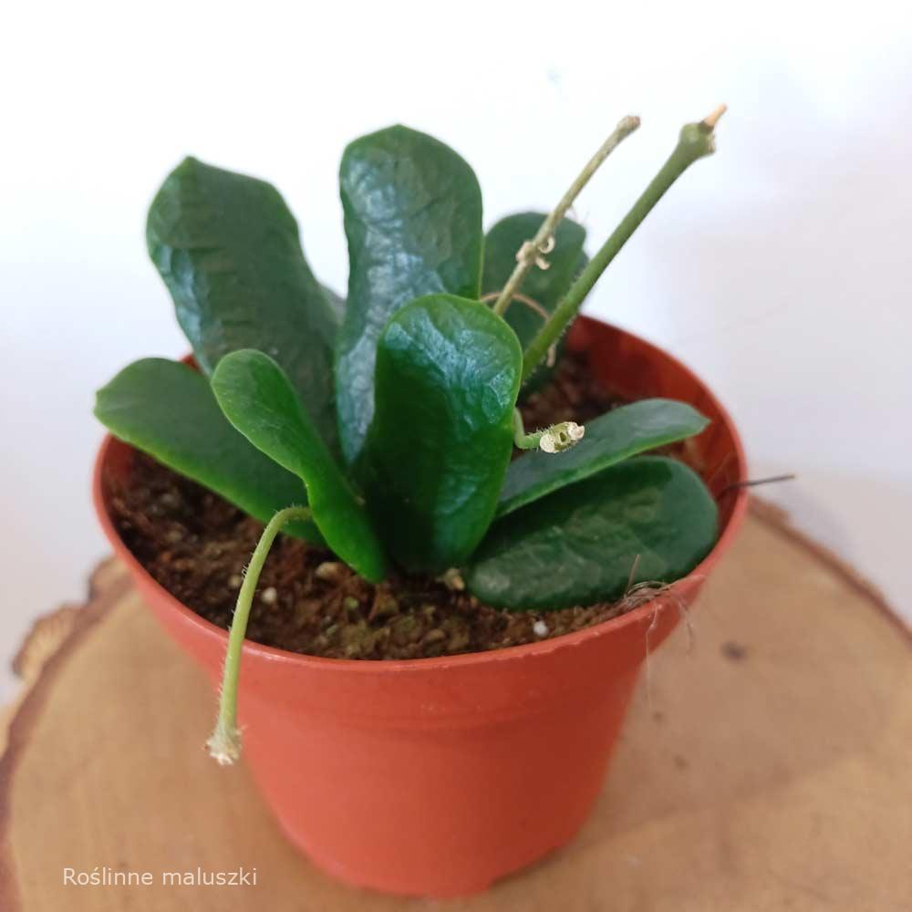 Hoya Rotundiflora