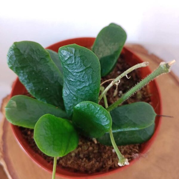 Hoya Rotundiflora