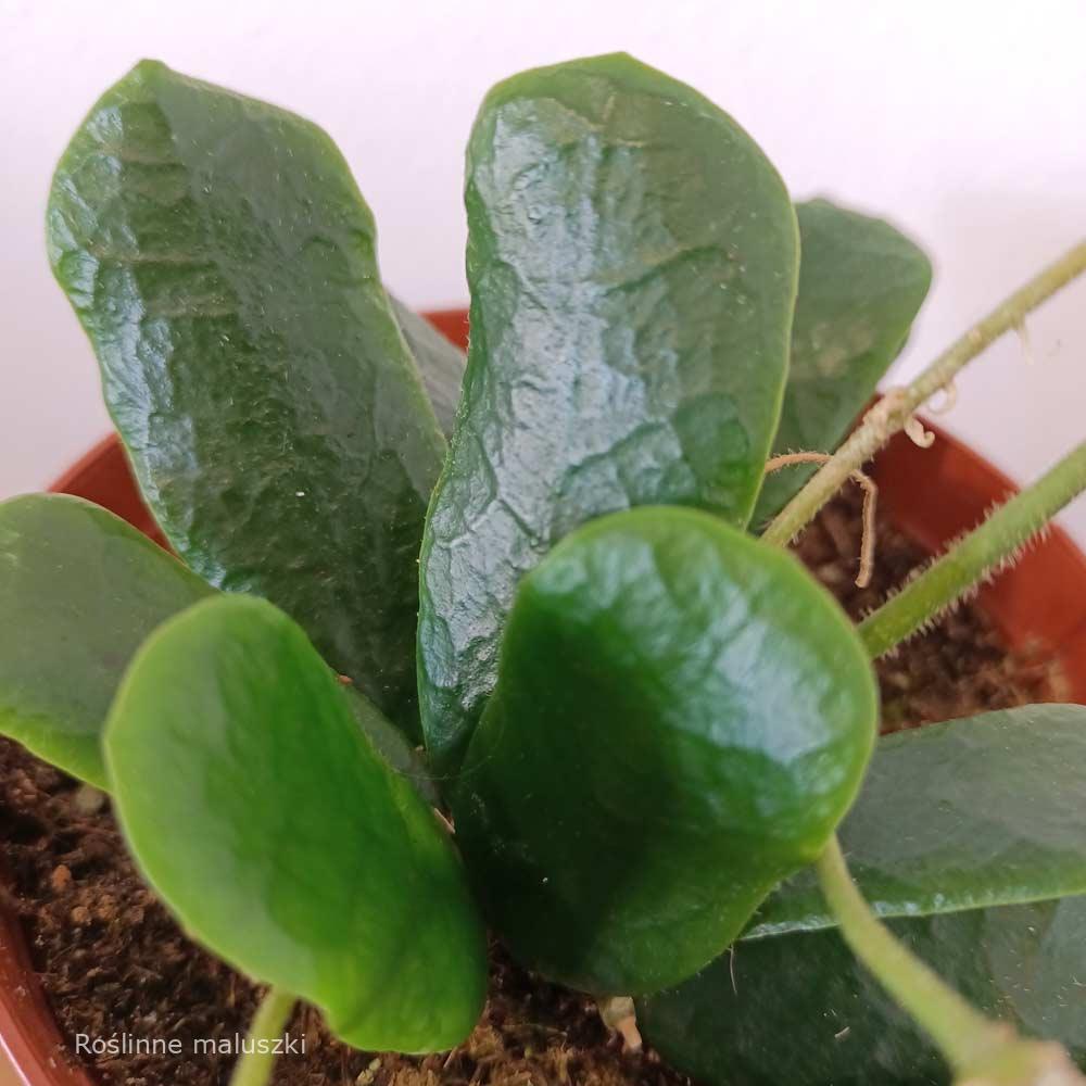 Hoya Rotundiflora