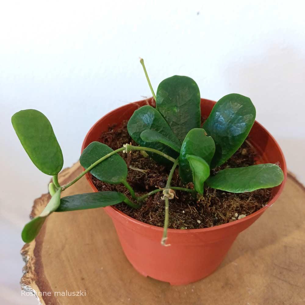 Hoya Rotundiflora