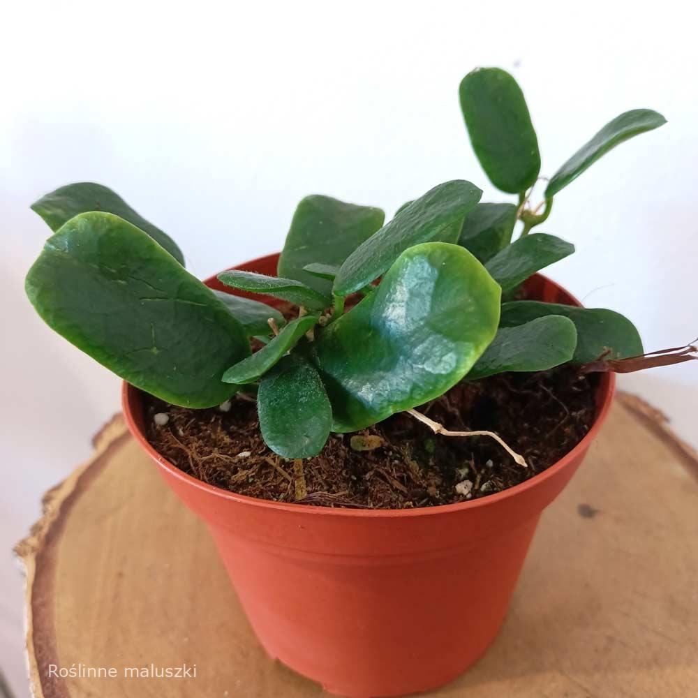 Hoya Rotundiflora