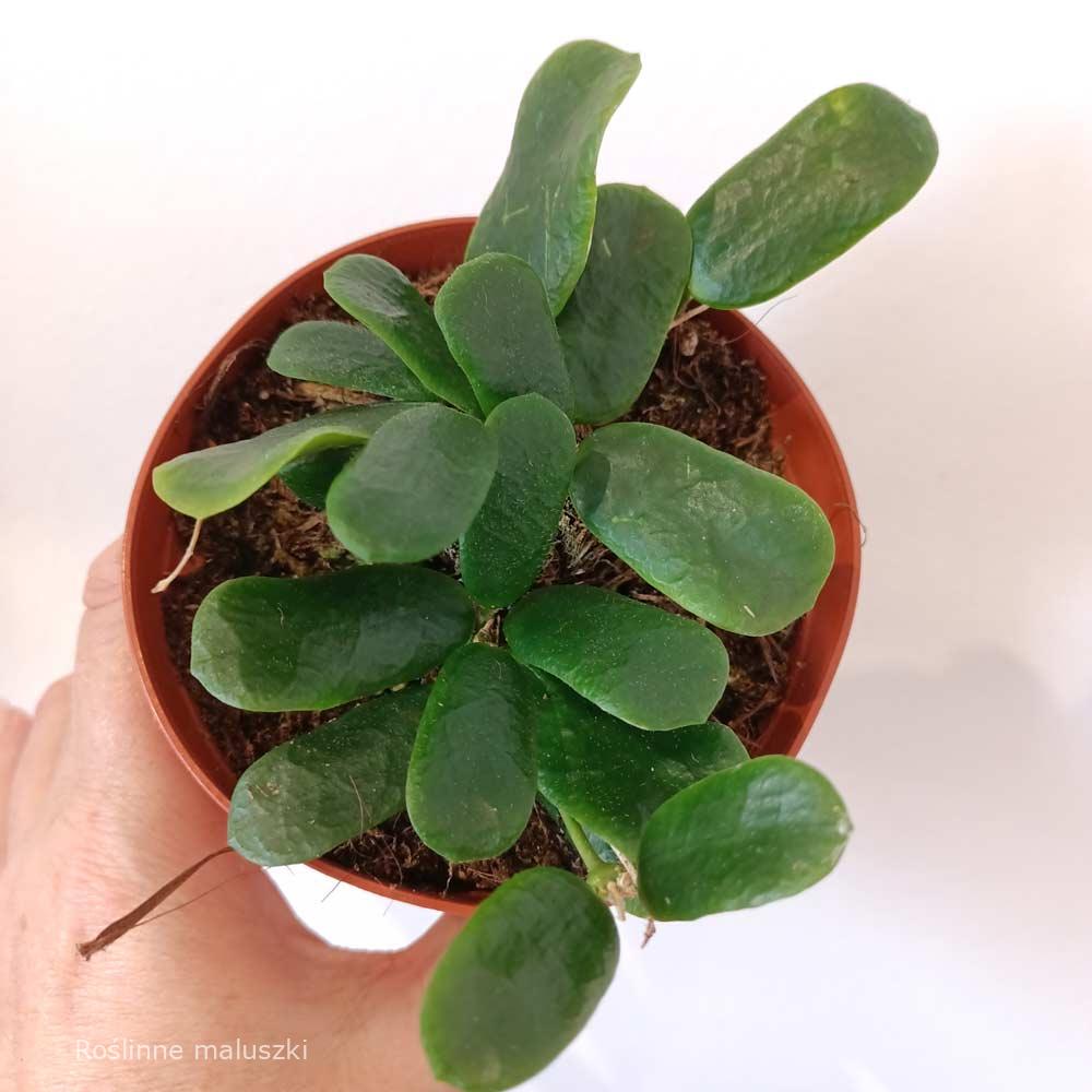 Hoya Rotundiflora