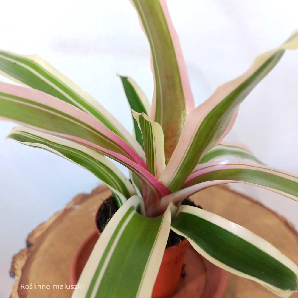 Neoregelia – Gwiaździca (Nidularium striped fireball)