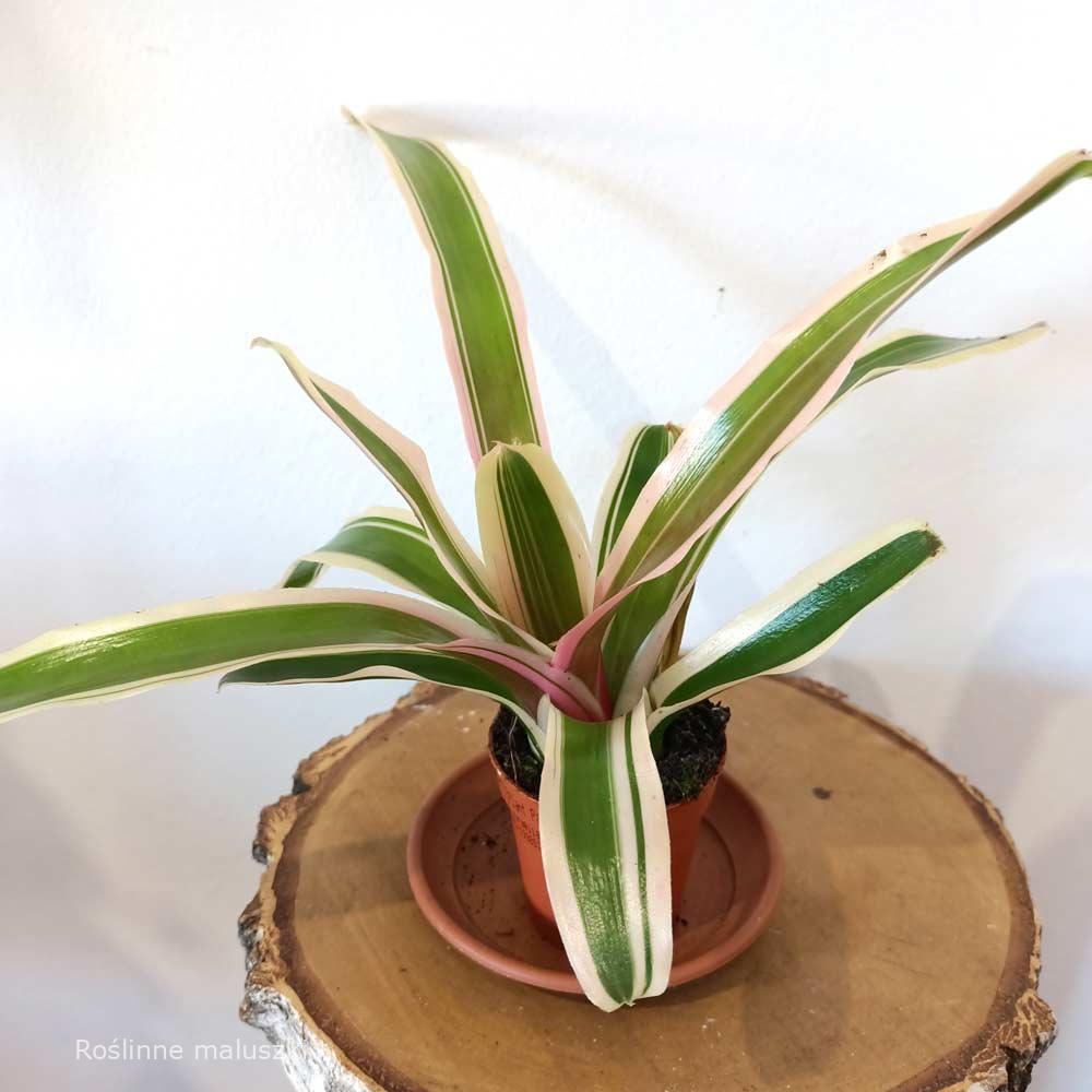 Neoregelia – Gwiaździca (Nidularium striped fireball)