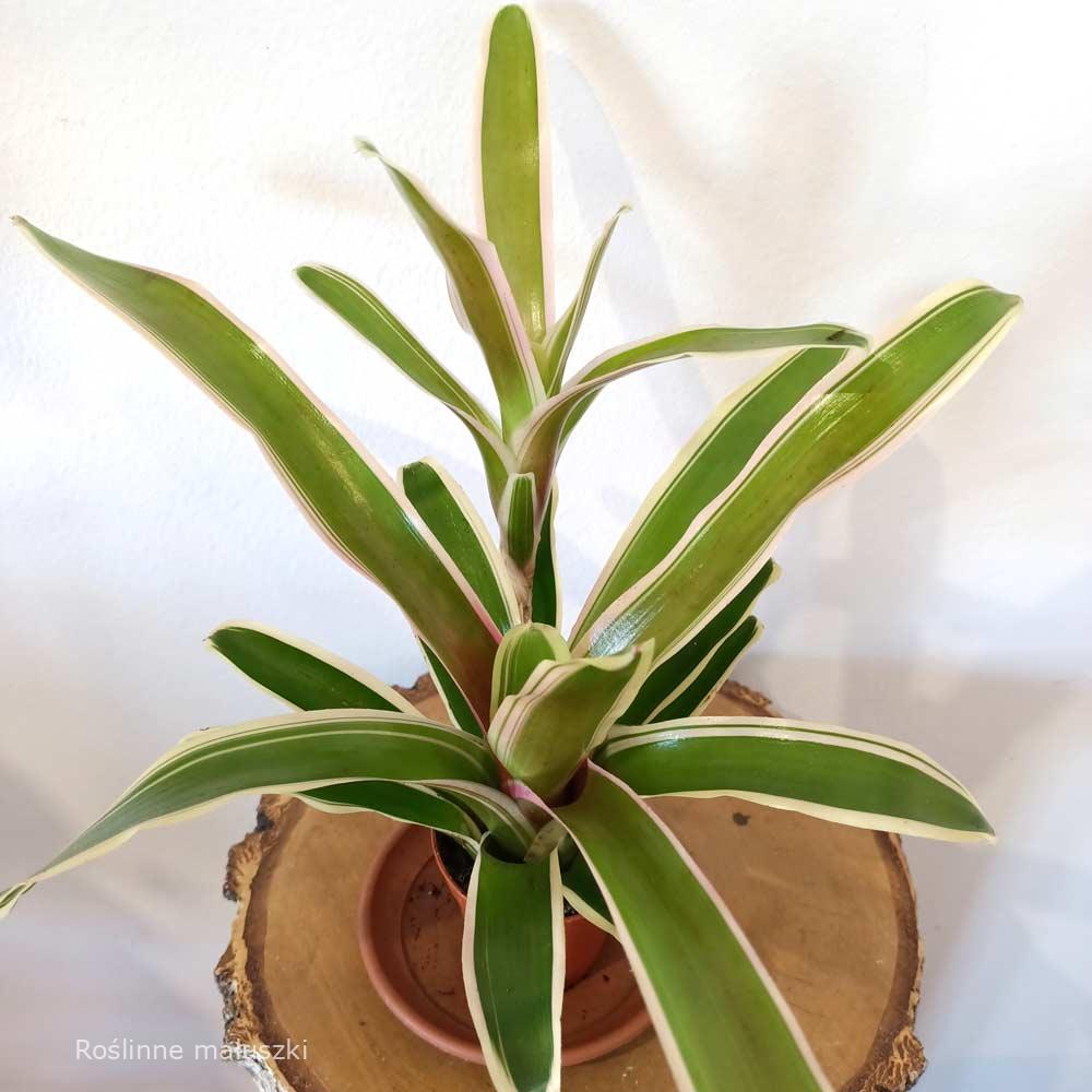 Neoregelia – Gwiaździca (Nidularium striped fireball)