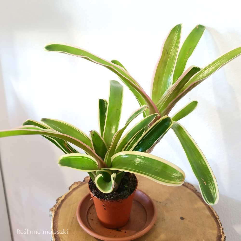 Neoregelia – Gwiaździca (Nidularium striped fireball)