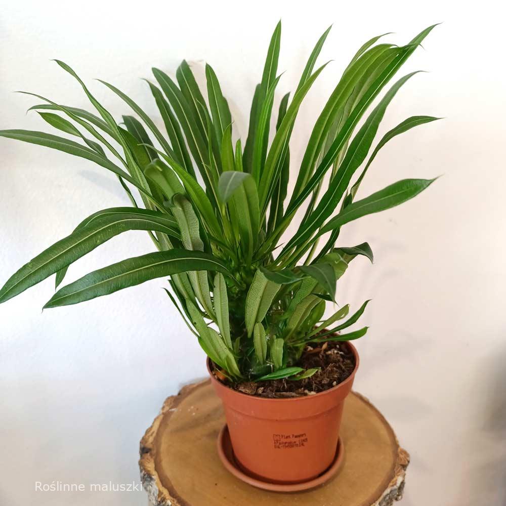 Palma Madagaskaru – Pachypodium lamerei