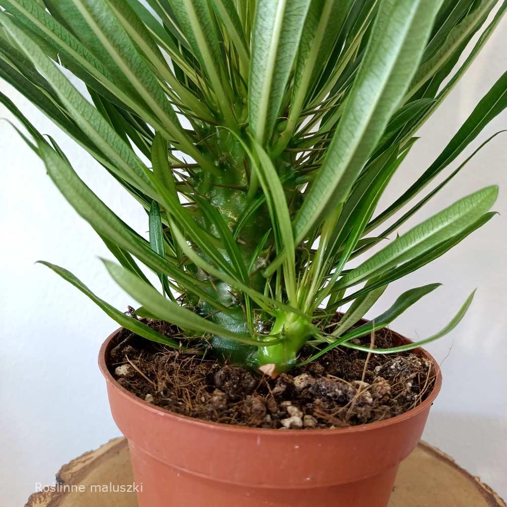 Palma Madagaskaru – Pachypodium lamerei