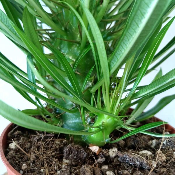 Palma Madagaskaru - Pachypodium lamerei