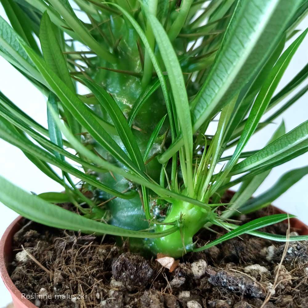 Palma Madagaskaru – Pachypodium lamerei