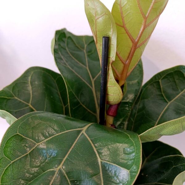 Ficus lyrata Bambino